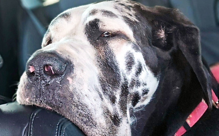 Duży pies leży na siedzeniu samochodu, zrelaksowany i spokojny.