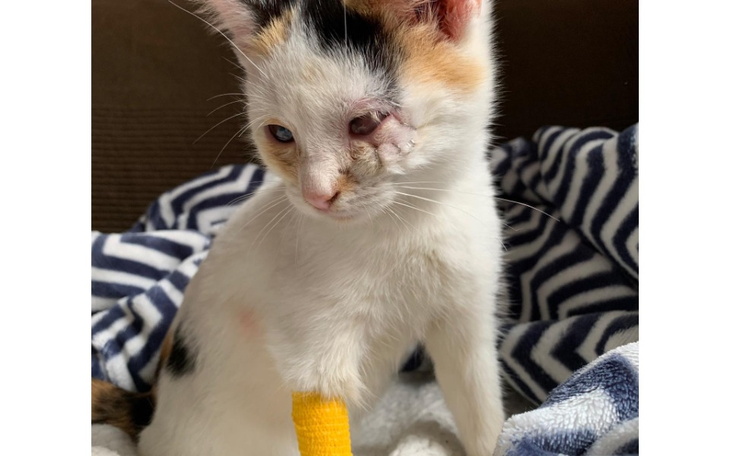 Zbiórka Ratujemy oczko Chilli - zdjęcie główne