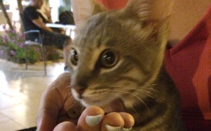 Młody kotek trzymany w dłoniach, z wyrazistymi oczami.