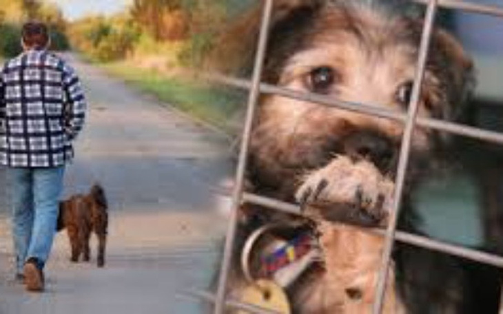 Zbiórka Karma i koce dla schronisk! - zdjęcie główne