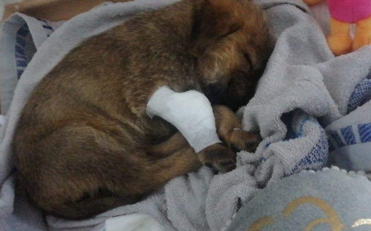 Mały piesek śpiący z opatrunkiem na łapie.