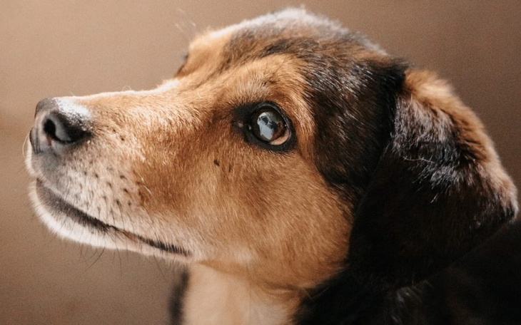 Zbiórka Nie bądź głuchy ZAPEŁNIJ BRZUCHY - zdjęcie główne