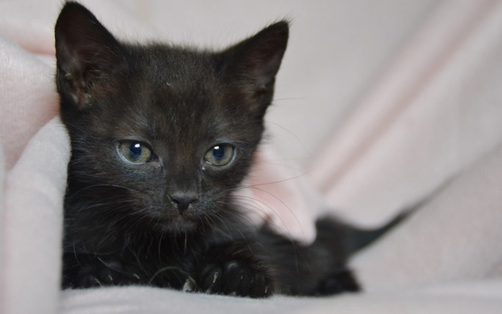 Zbiórka Na odrobaczenie i odpchlenie - zdjęcie główne