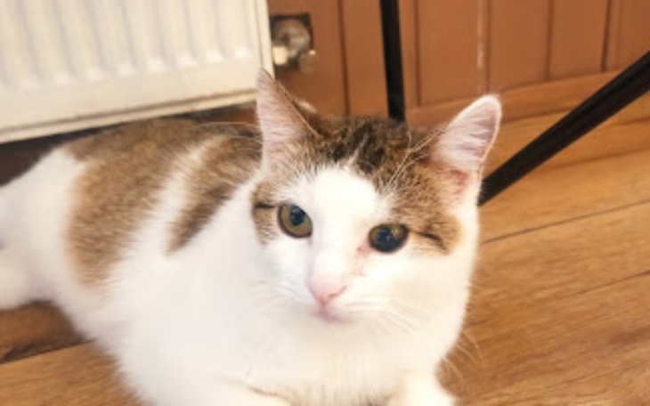 Biały kot leży na podłodze, patrzy w obiektyw.