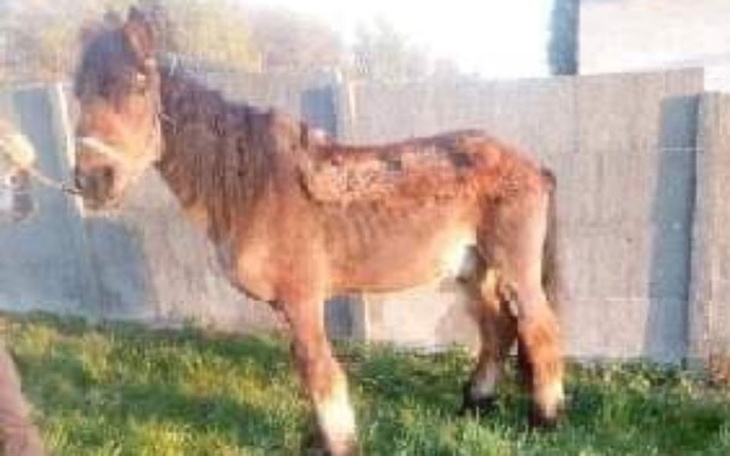 Zbiórka Ocal Skazanego. Daj mu życie. - zdjęcie główne