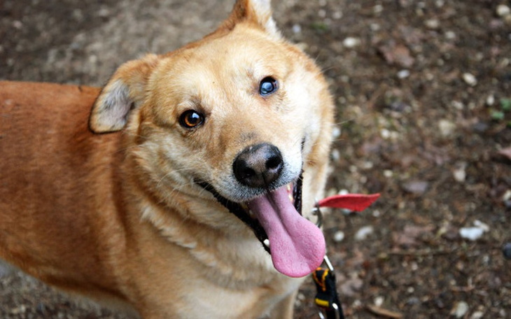 Zbiórka Na obroże dla psów ze schroniska - zdjęcie główne