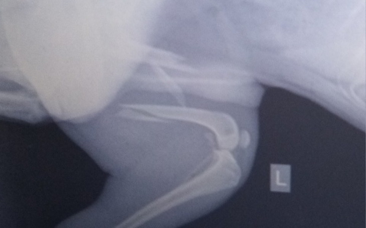 Zbiórka Operacja psa spike - zdjęcie główne