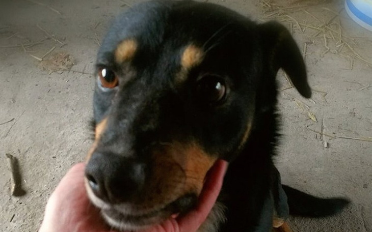 Zbiórka Kamyk zbiera na profilaktykę. - zdjęcie główne