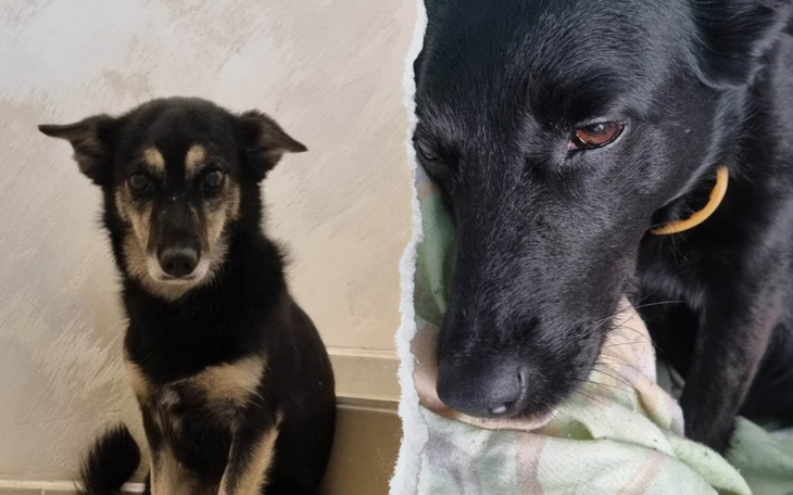 Zbiórka Operacja więzadła krzyżowego suń - zdjęcie główne