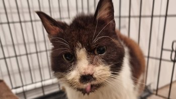 Zbiórka Leczenie kolejnej bidy Strzelin - miniaturka zdjęcia