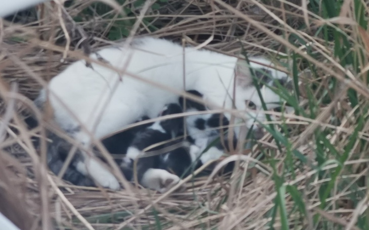 Zbiórka Zmniejszymy bezdomności gromadki - zdjęcie główne