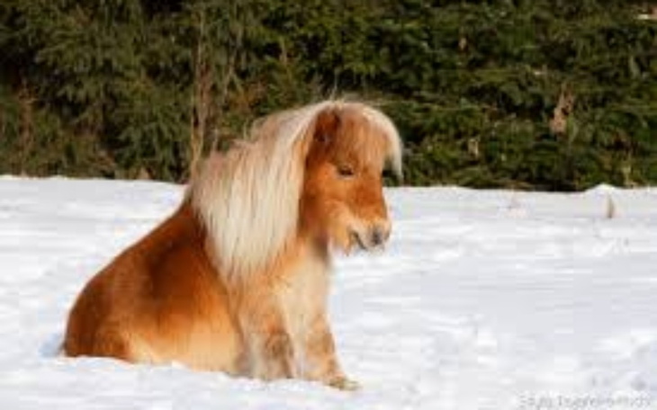 Zbiórka Na zwierzęta i pomoc schroniską - zdjęcie główne