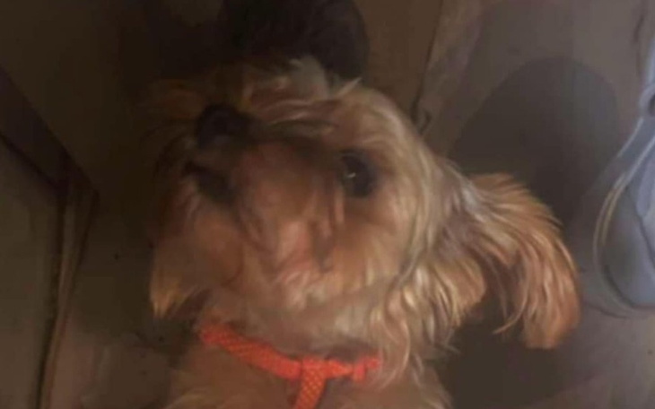 Mały piesek w pomarańczowej obroży, patrzący w górę.