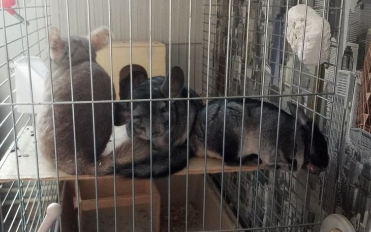 Zbiórka Zbiórka na woliere dla szynszyli - zdjęcie główne