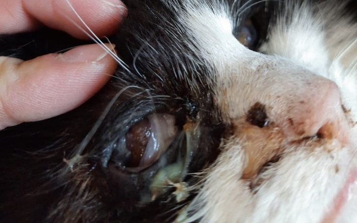 Zbiórka prawie ślepy kot z działek - zdjęcie główne