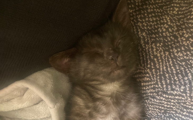 Mały kotek śpiący na kanapie, zrelaksowany i spokojny.