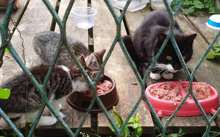 Zbiórka Na bezdomne domne - zdjęcie główne