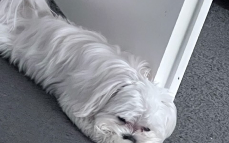 Zbiórka Operacja dla Nikusia - zdjęcie główne