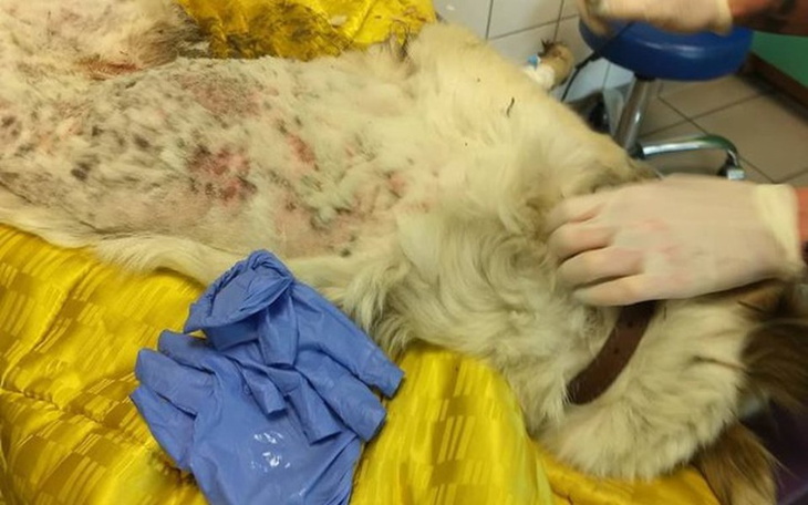 Zbiórka Sunia zjadana żywcem - zdjęcie główne