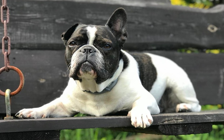 Zbiórka Daj Frankowi na łapę - zdjęcie główne