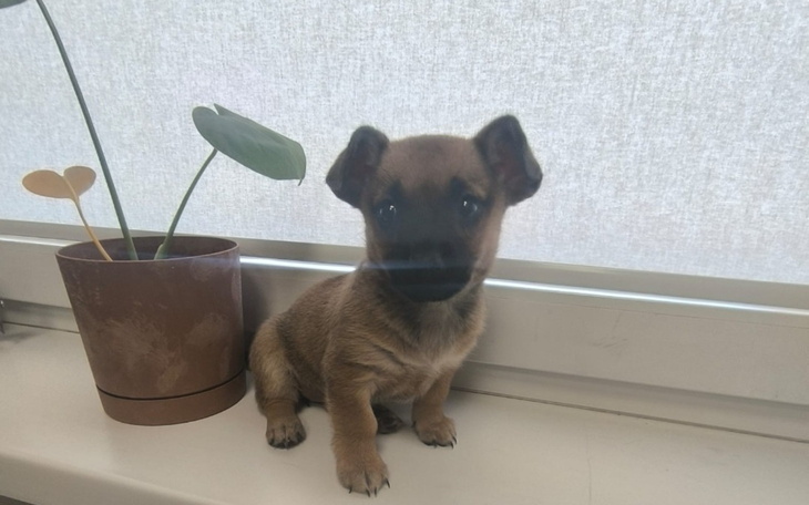 Mały szczeniak siedzi na parapecie obok rośliny.