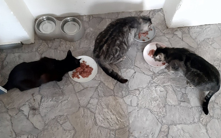 Zbiórka Na karmę i żwirek/maj - zdjęcie główne