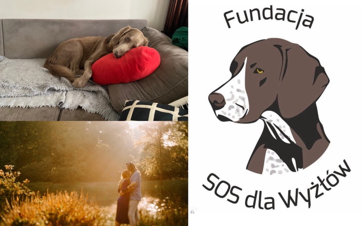 Zbiórka Ślubna pomoc dla wyżłów - zdjęcie główne