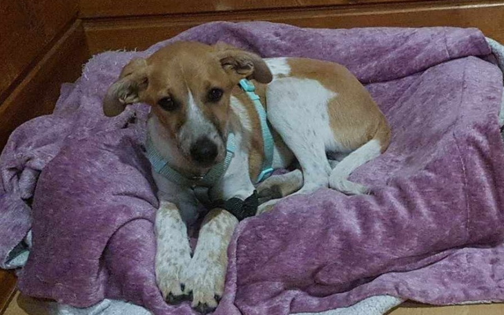 Zbiórka Na leczenie parwowirozy - zdjęcie główne