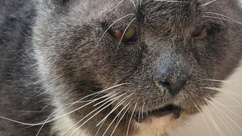 Zbiórka Operacja oczu oraz inne choroby - miniaturka zdjęcia