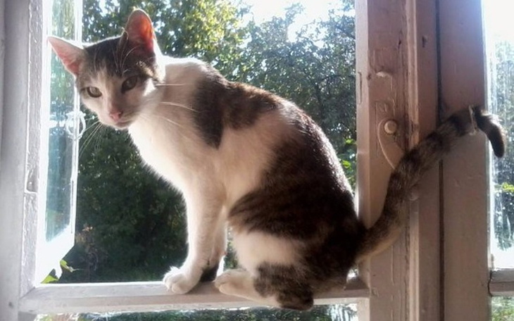 Zbiórka Kocie stado ze Świętokrzyskiego! - zdjęcie główne