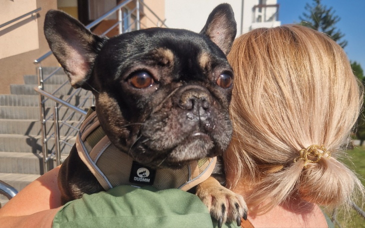 Zbiórka Ratunek dla buldożki Halinki - zdjęcie główne