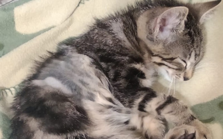 Zbiórka Stokrotka- kotek po wypadku - zdjęcie główne