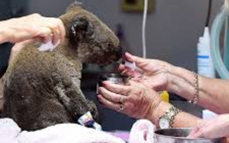 Zbiórka Na Misie Koala i Kangurki - zdjęcie główne