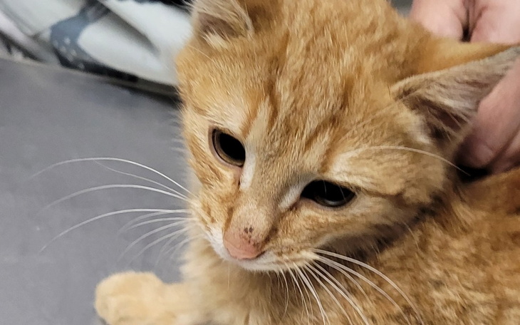 Zbiórka Ratujemy kotki w grudniu - zdjęcie główne