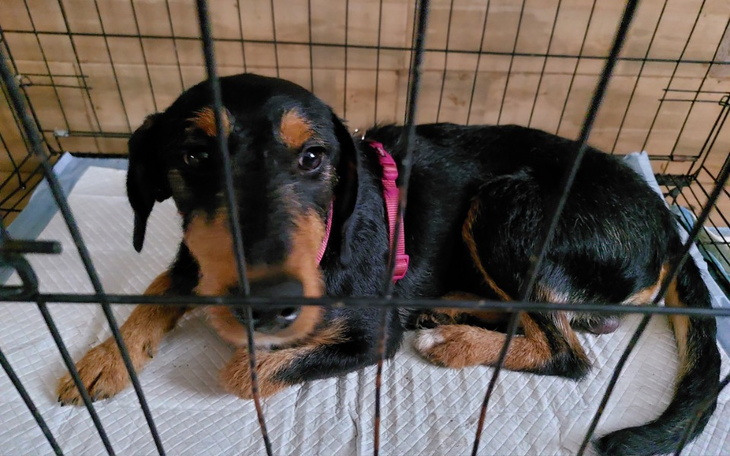 Zbiórka Leczenie parwowirozy u znajdy - zdjęcie główne