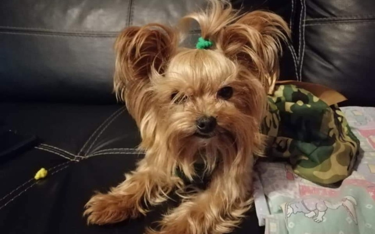 Zbiórka Proszę o pomoc na leczenie Lunki - zdjęcie główne