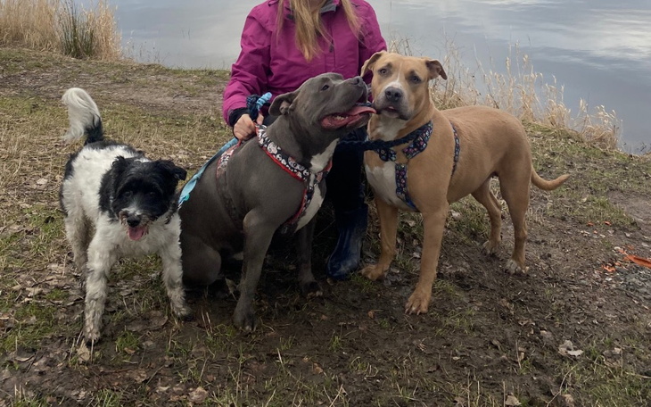 Trzy psy na spacerze nad wodą, szczęśliwe i przyjazne.