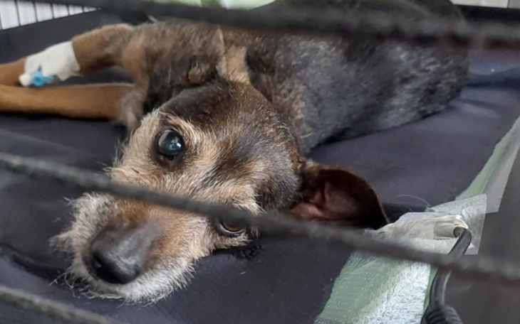 Pies leżący na łóżku, z wyrazem smutku.