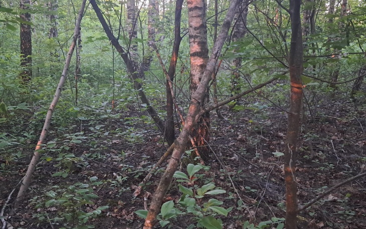 Zbiórka Baza wakacyjna dla przyjaciół - zdjęcie główne