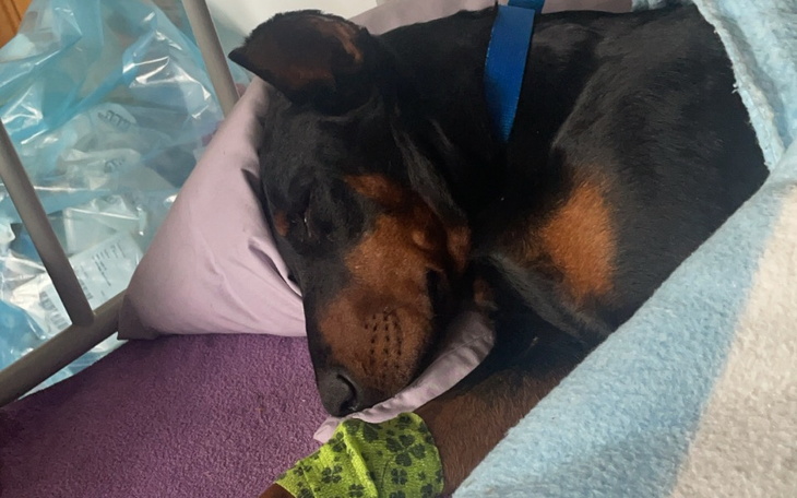 Zbiórka Doda walczy z parwowiroza - zdjęcie główne