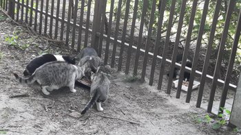 Zbiórka Karma dla kotów wolno żyjących - miniaturka zdjęcia