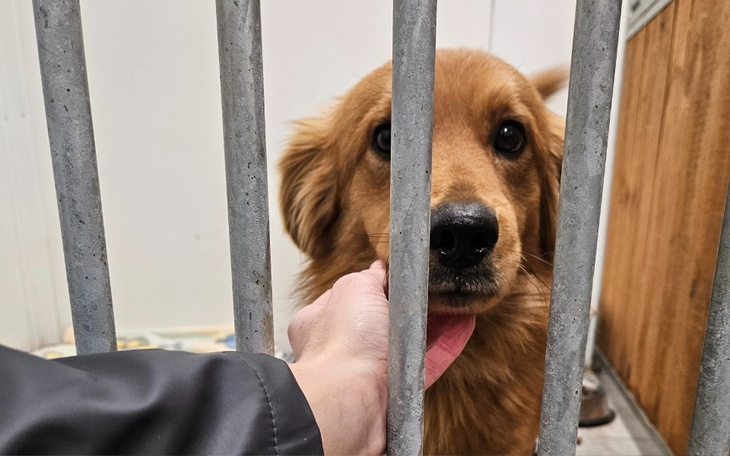 Złoty pies patrzący przez kraty, z wyciągniętą łapą.