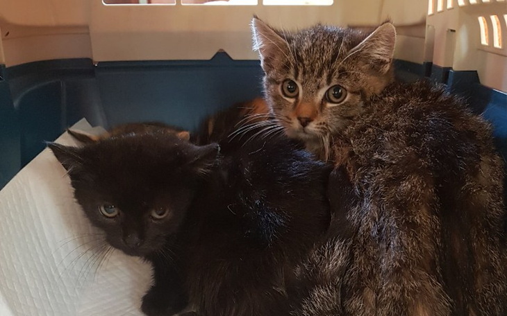 Zbiórka Jupik, Tęcza i Frugo - zdjęcie główne