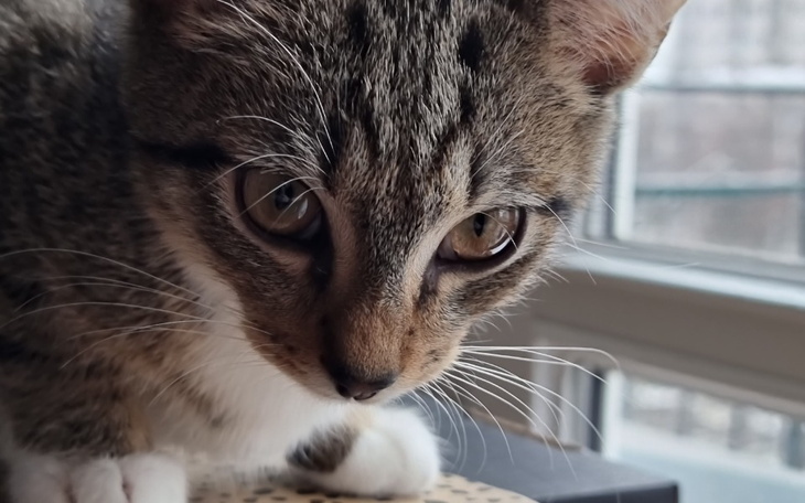 Kotek o brązowym futrze, skupiony na otoczeniu.