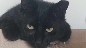 Zbiórka Fenix prosi o pomoc - miniaturka zdjęcia