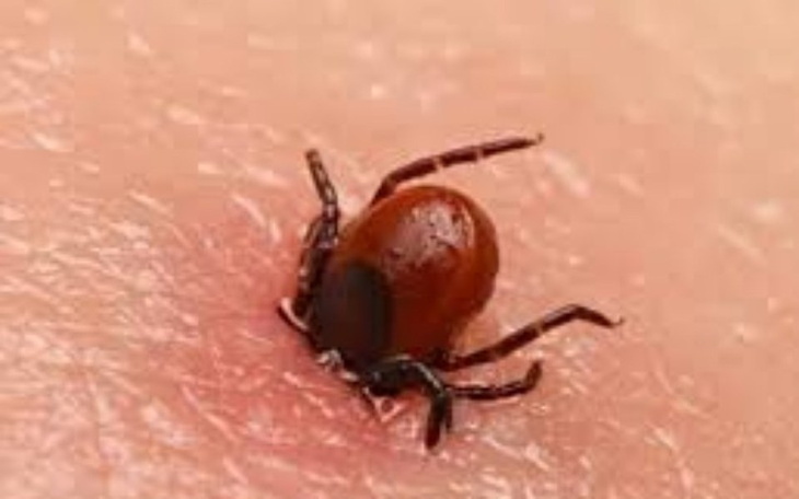 Zbiórka Borelioza - leczenie Rife'a - zdjęcie główne