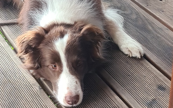 Zbiórka Na karmę dla psa-znajdy - zdjęcie główne