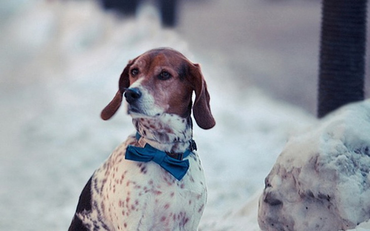 Zbiórka Schronisko pomagam - zdjęcie główne