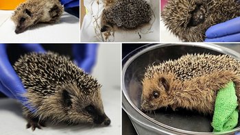 Zbiórka Jeżątkowa Fantastyczna Piątka 🦔 Ratujemy pięć małych jeży - miniaturka zdjęcia