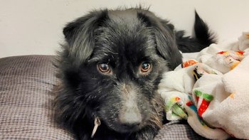 Zbiórka Daj szansę Fado na lepsze życie - miniaturka zdjęcia